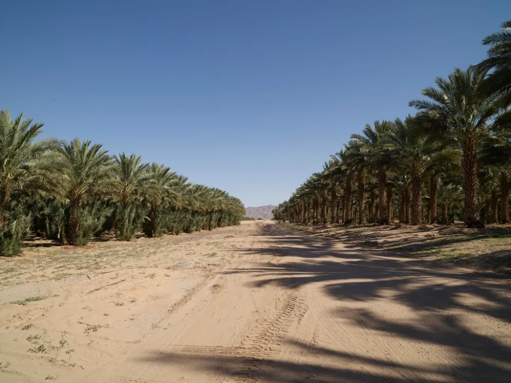 Kurma Ajwa Madinah Premium